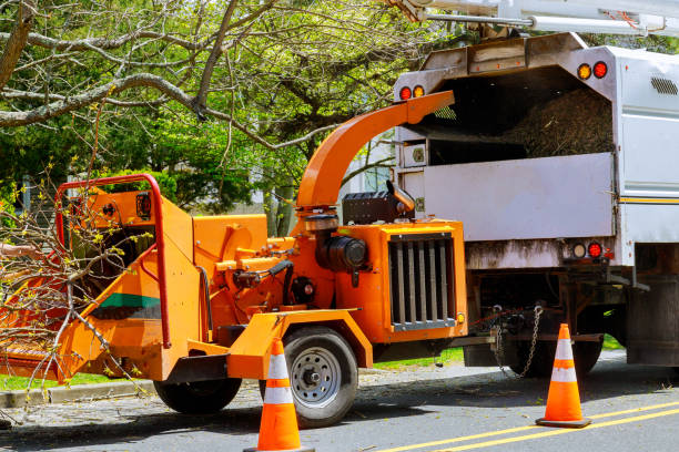 How Our Tree Care Process Works  in Harris Hill, NY